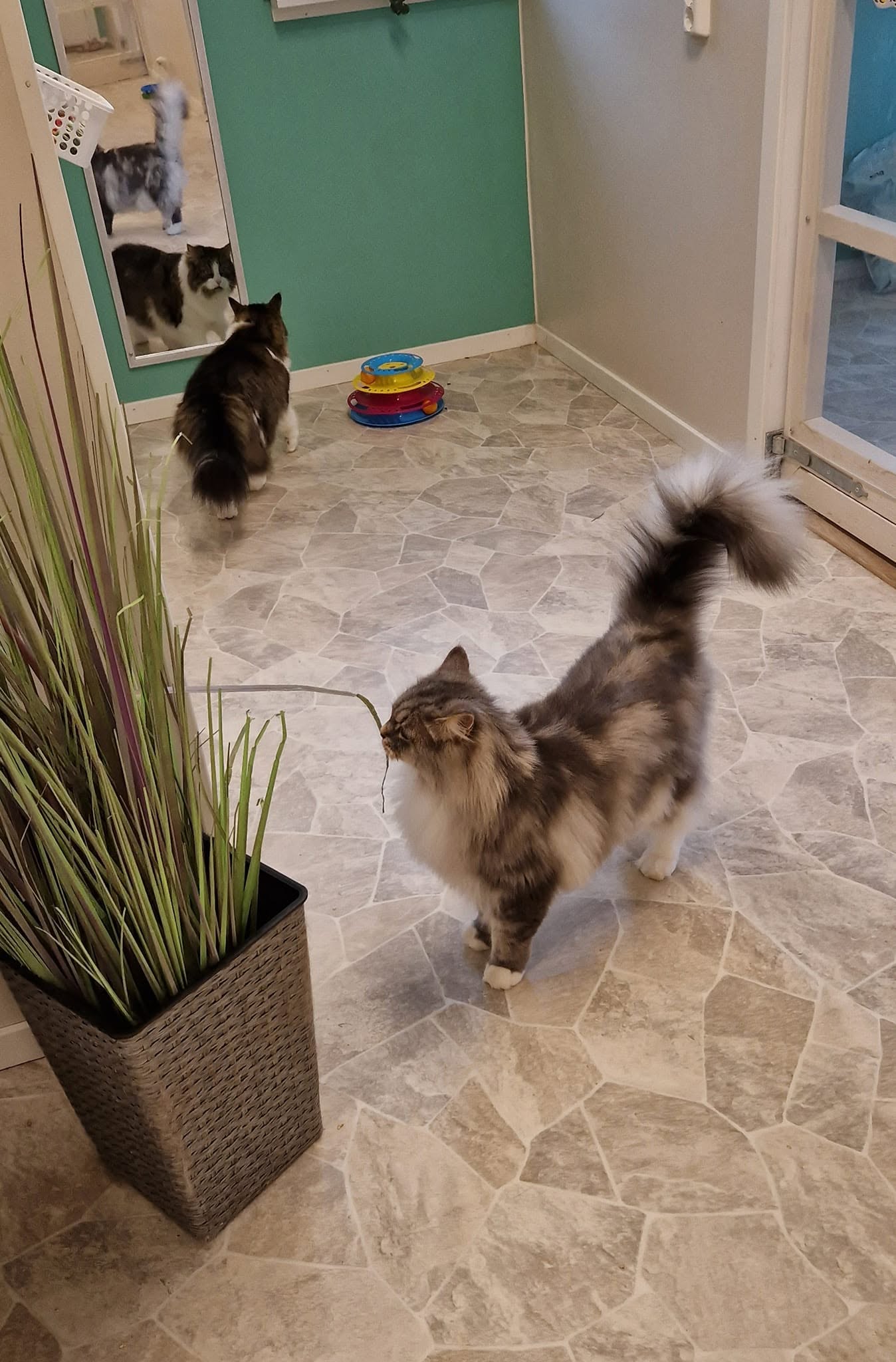Katter utforskar aktivitetsrummet på Tigerns Katthotell