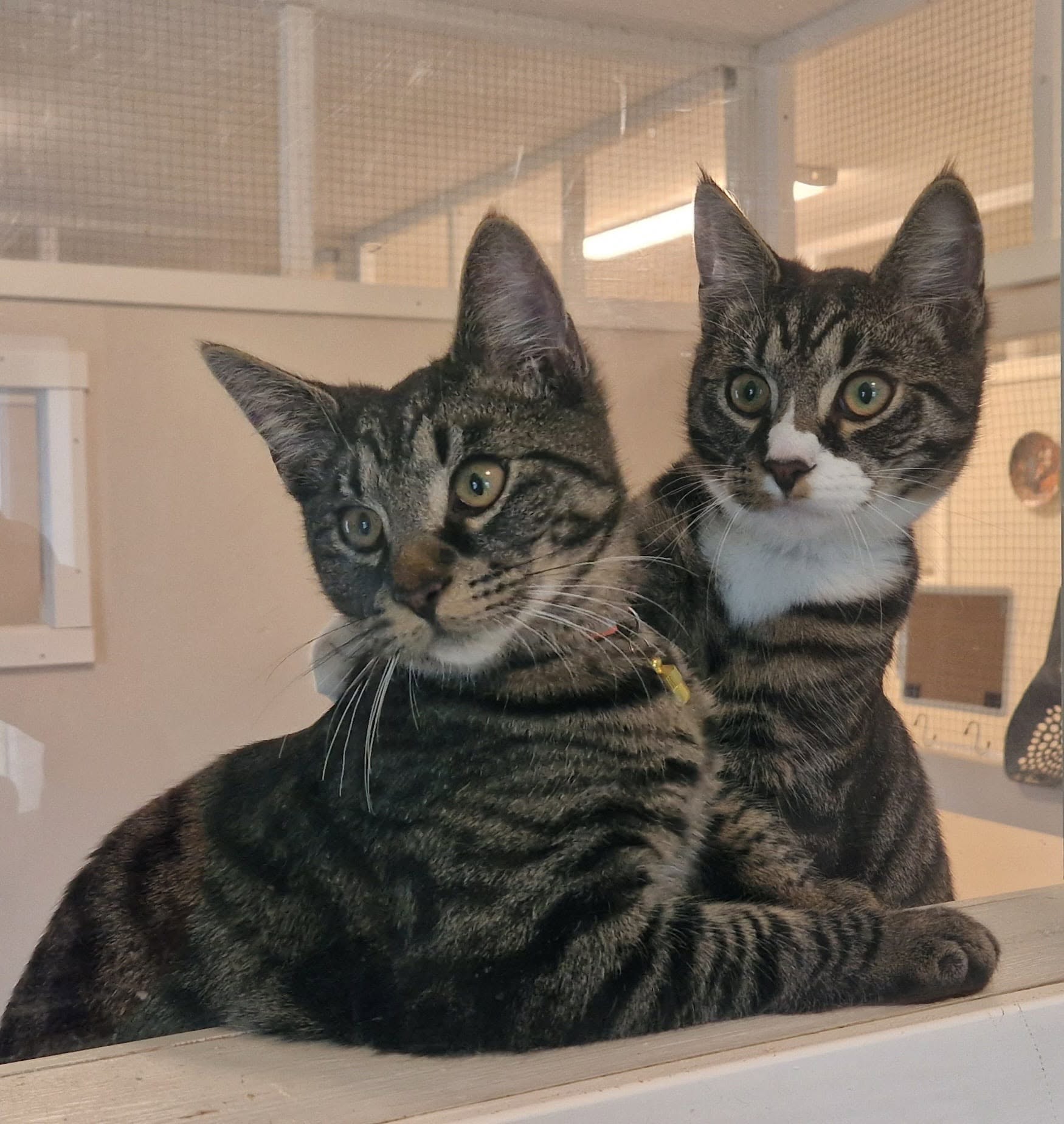 Två katter tillsammans på Tigerns Katthotell