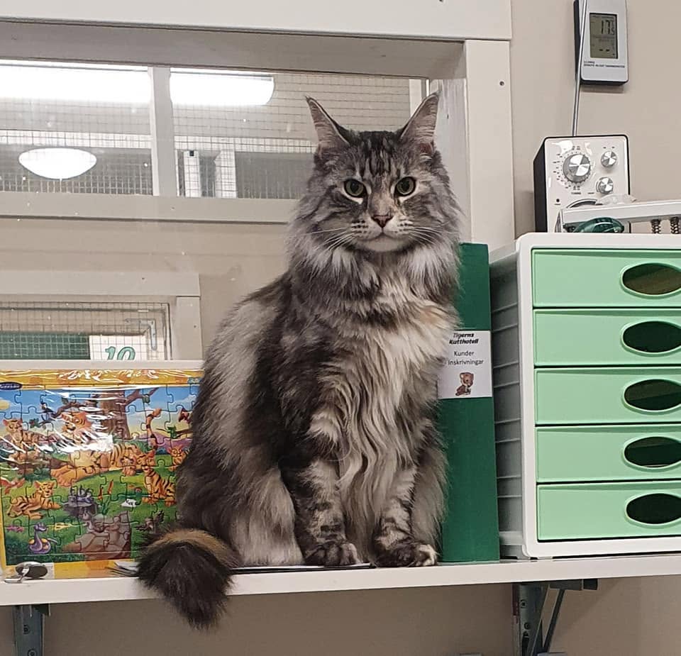 Katt vid aktiveringsmaterial på Tigerns Katthotell