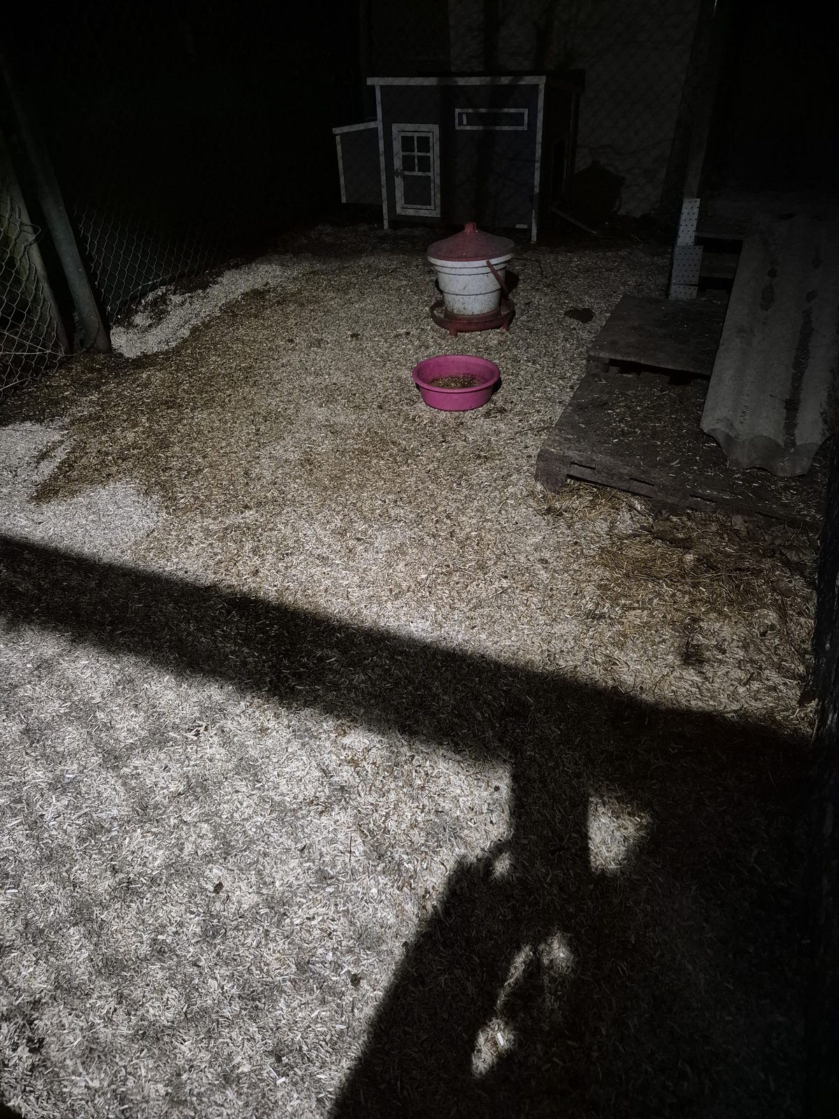 Ekolution Hampaströ i hagen hos ankorna