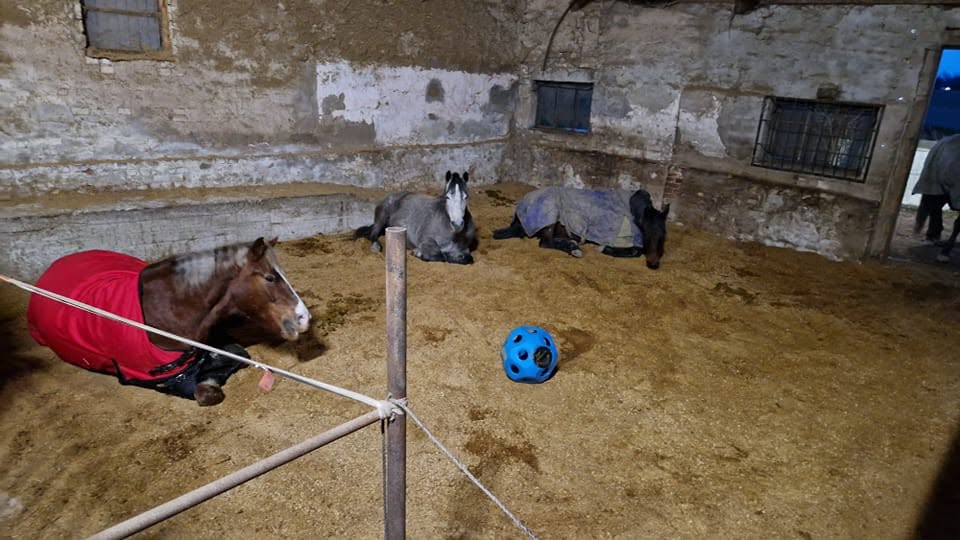 Hästar som vilar i ligghallen på Stall Alpenstar