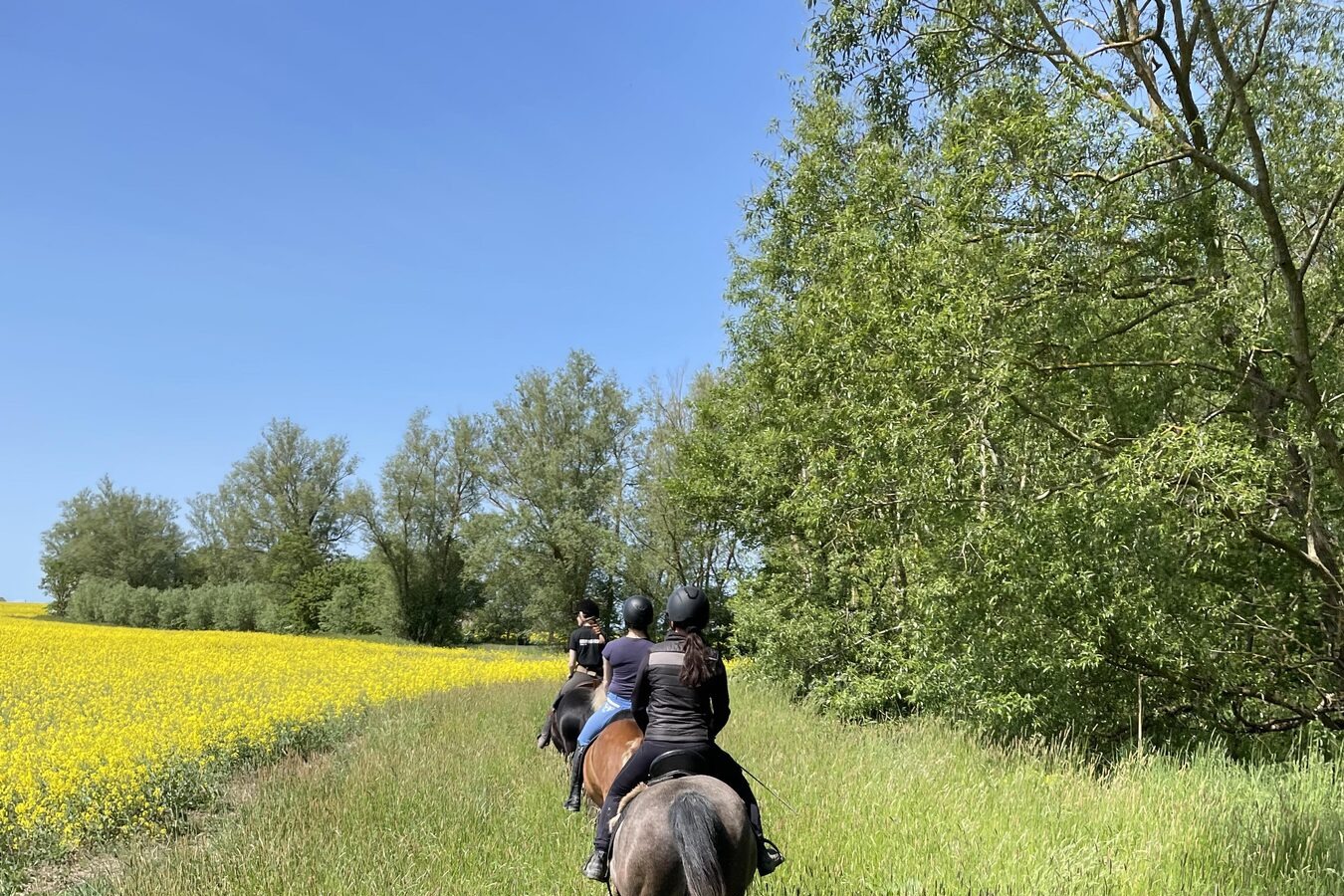 Uteritt längs en grön ridväg vid Stall Alpenstar