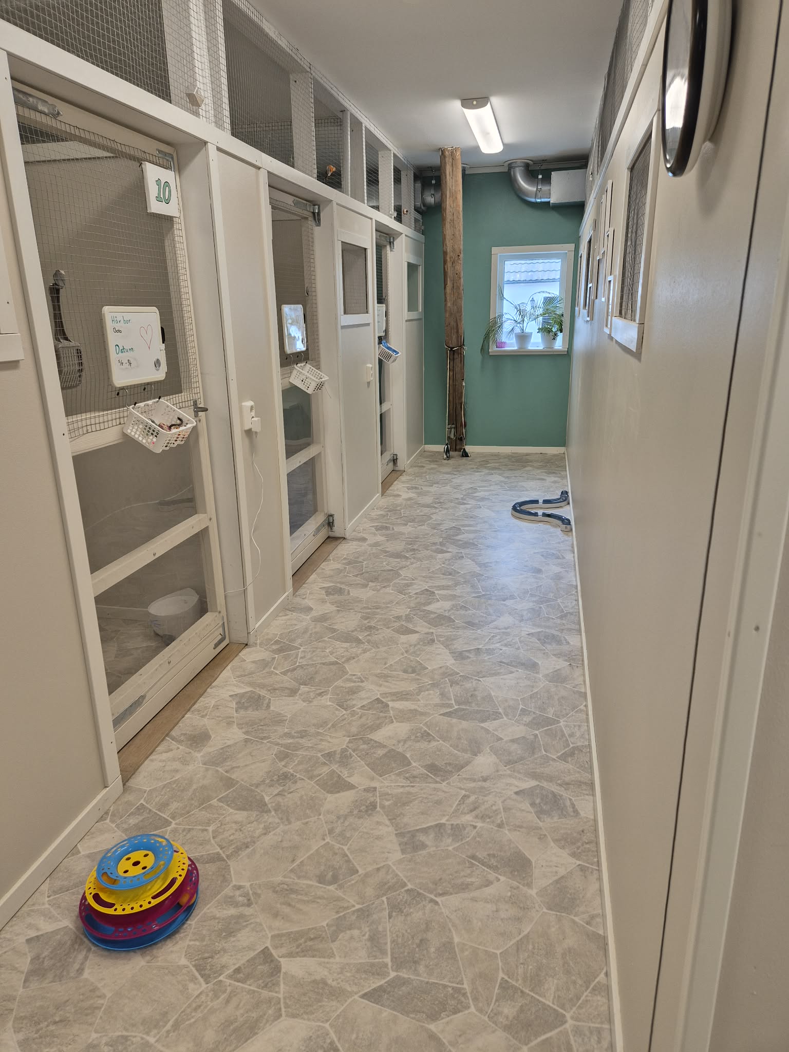 Detalj från den lugna inomhusmiljön på Tigerns Katthotell